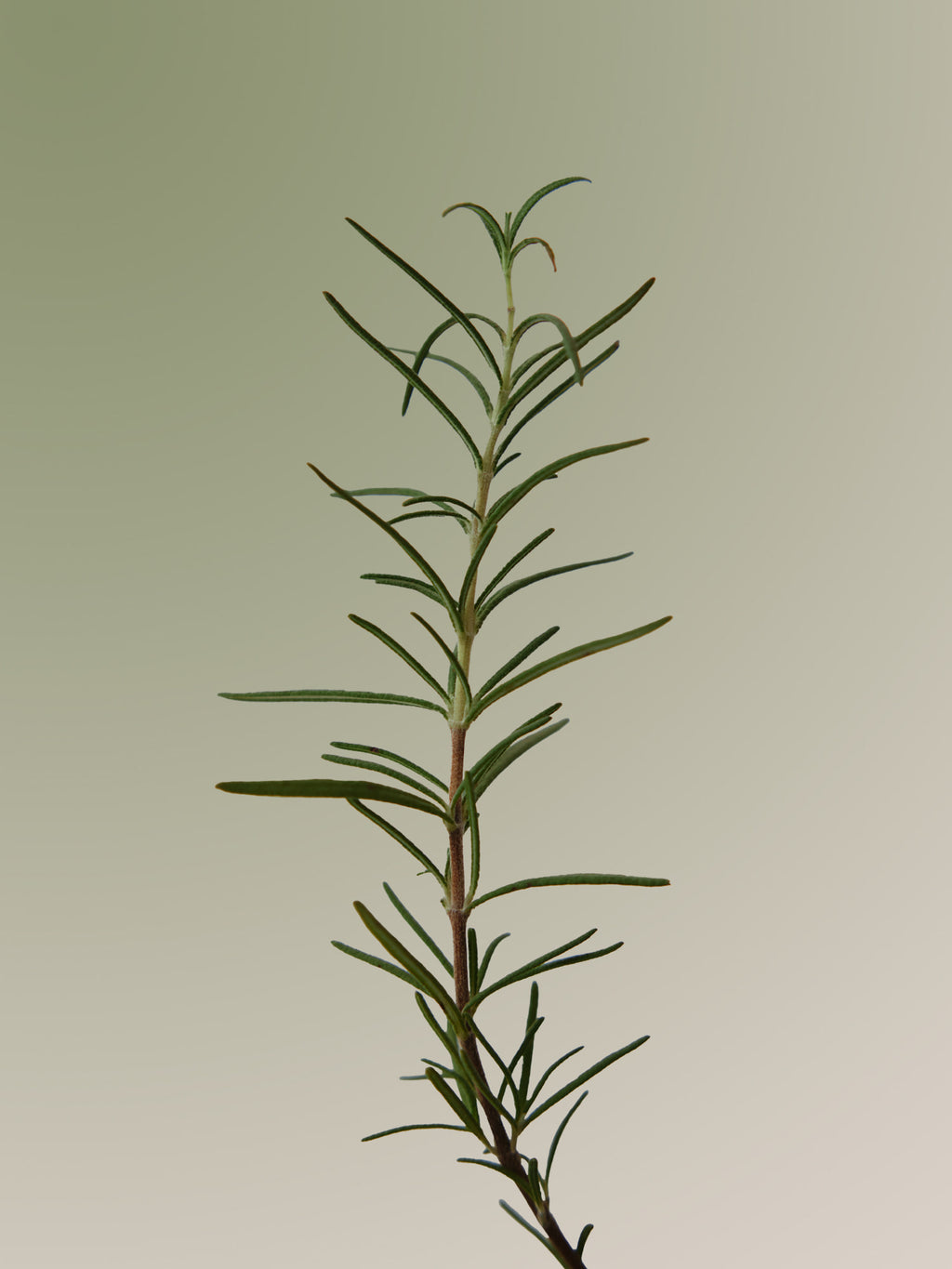 Aromatica - Shampo Rosemary për Shkallëzimin e Kokës