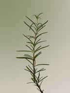 Aromatica - Shampo Rosemary për Shkallëzimin e Kokës