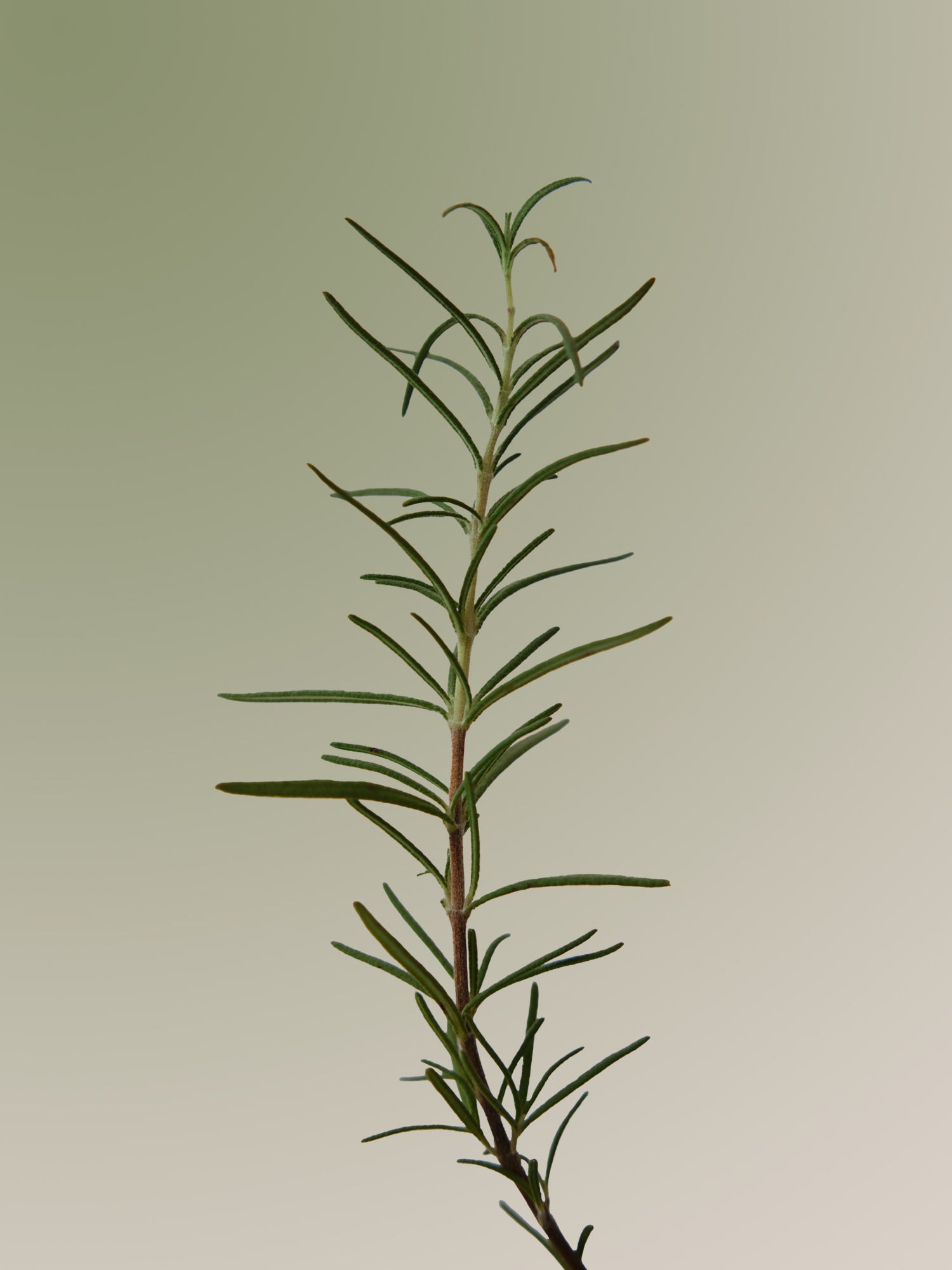 Aromatica - Shampo Rosemary për Shkallëzimin e Kokës